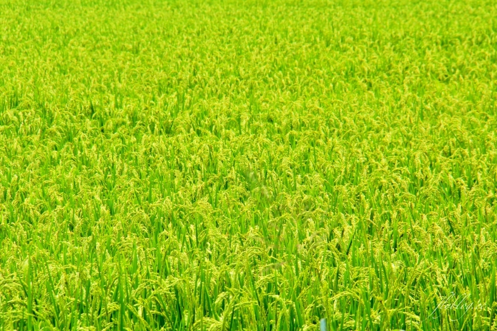 2020溪州綠筍路鳳凰花隧道：6/26最新花況，溪州鄉的美麗秘境 @飛天璇的口袋