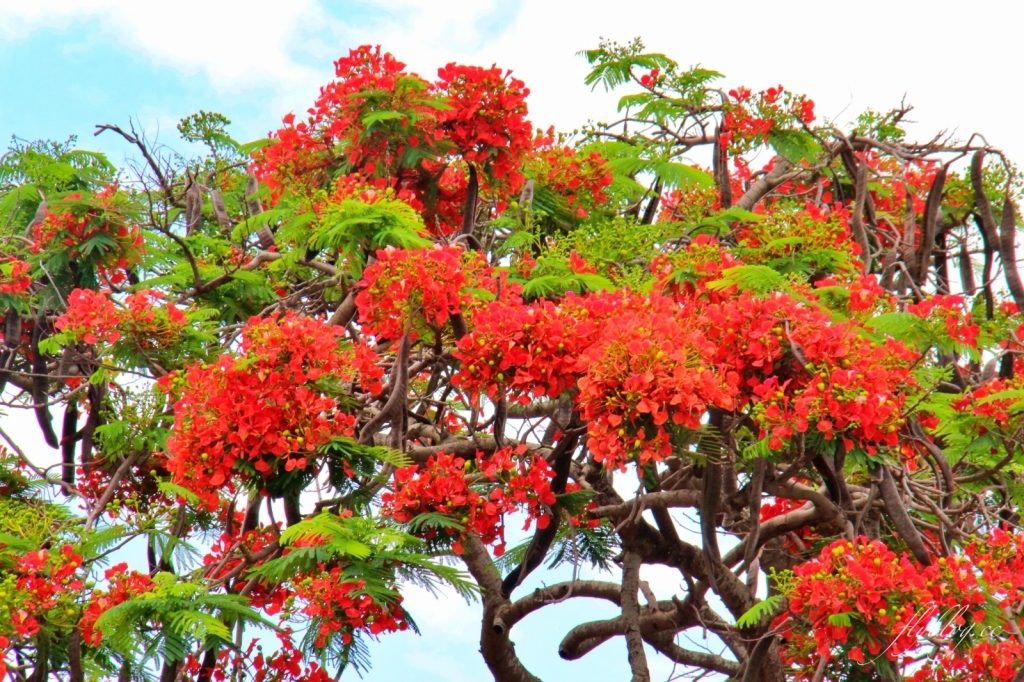 2020溪州綠筍路鳳凰花隧道：6/26最新花況，溪州鄉的美麗秘境 @飛天璇的口袋