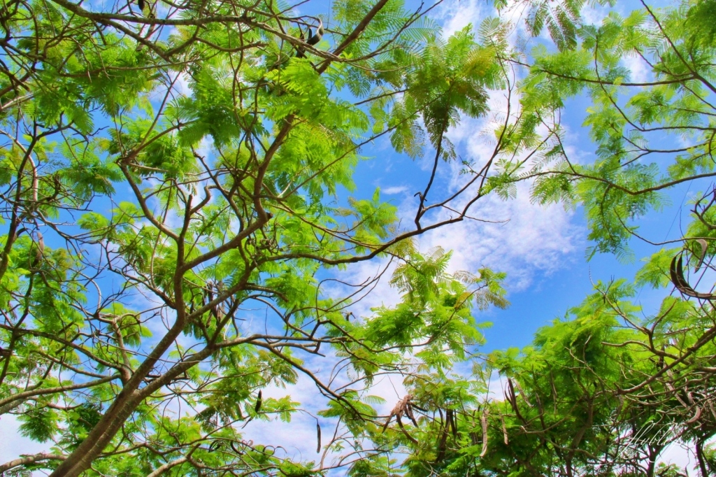 2020溪州綠筍路鳳凰花隧道：6/26最新花況，溪州鄉的美麗秘境 @飛天璇的口袋