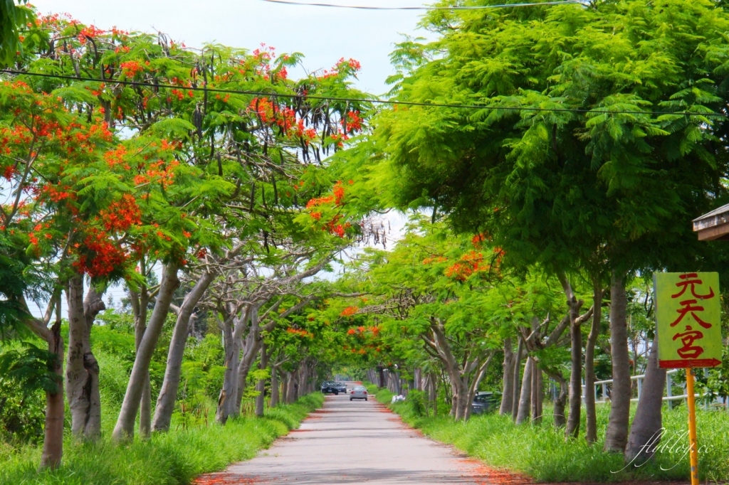 2020溪州綠筍路鳳凰花隧道：6/26最新花況，溪州鄉的美麗秘境 @飛天璇的口袋