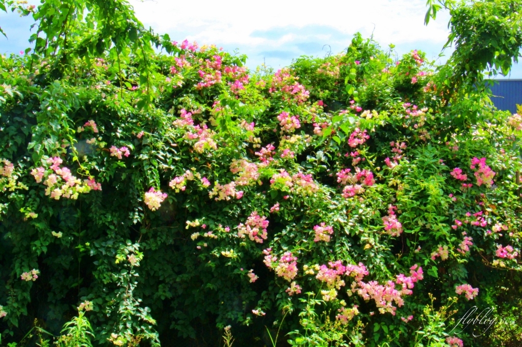 2020溪州綠筍路鳳凰花隧道：6/26最新花況，溪州鄉的美麗秘境 @飛天璇的口袋