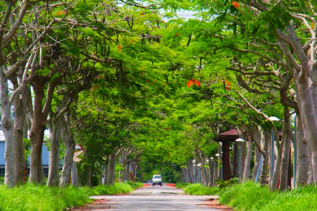 2020溪州綠筍路鳳凰花隧道：6/26最新花況，溪州鄉的美麗秘境 @飛天璇的口袋