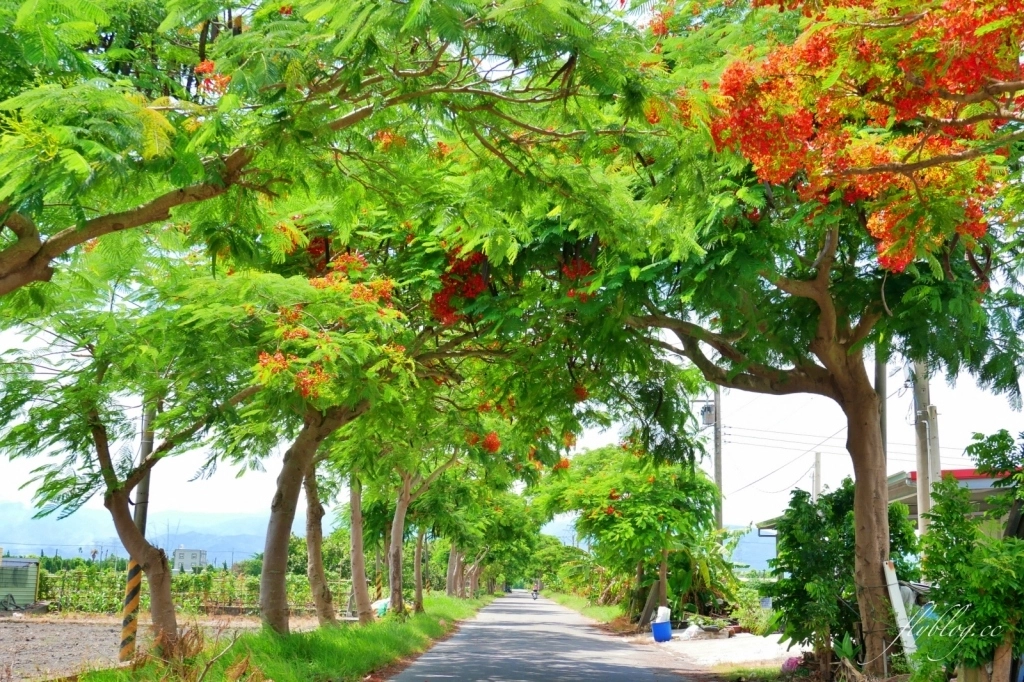 2020溪州綠筍路鳳凰花隧道：6/26最新花況，溪州鄉的美麗秘境 @飛天璇的口袋