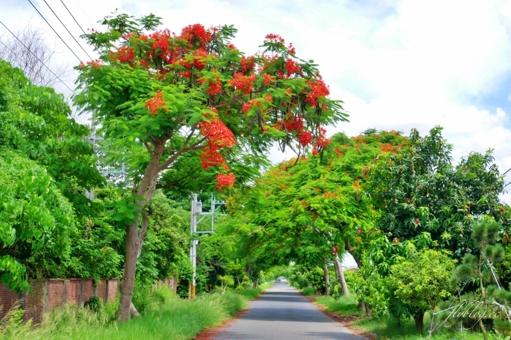 2020溪州綠筍路鳳凰花隧道：6/26最新花況，溪州鄉的美麗秘境 @飛天璇的口袋