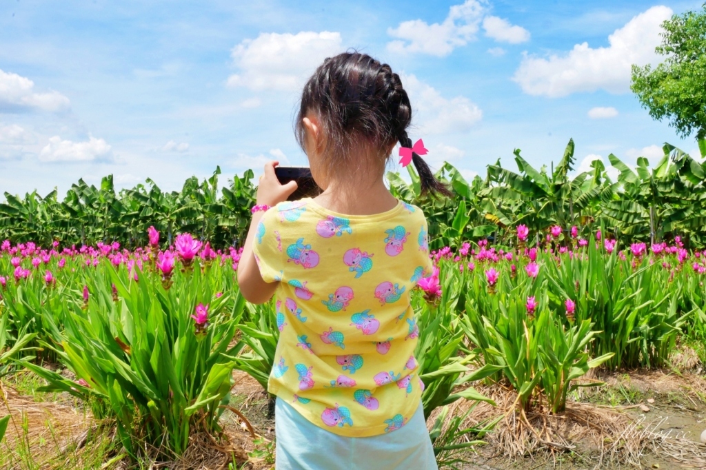 2020溪州x田中薑荷花：粉紅一片的泰國鬱金香，暑假IG粉紅風暴即將開始 @飛天璇的口袋