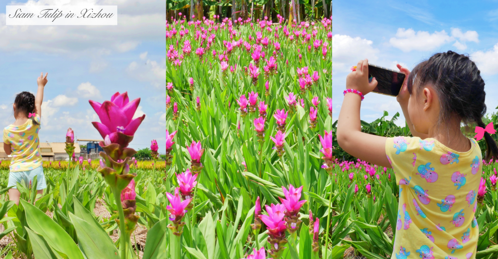 2020溪州x田中薑荷花：粉紅一片的泰國鬱金香，暑假IG粉紅風暴即將開始 @飛天璇的口袋