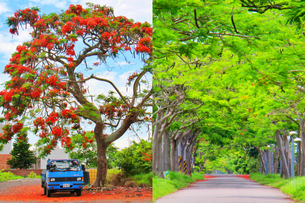 2020溪州x田中薑荷花：粉紅一片的泰國鬱金香，暑假IG粉紅風暴即將開始 @飛天璇的口袋