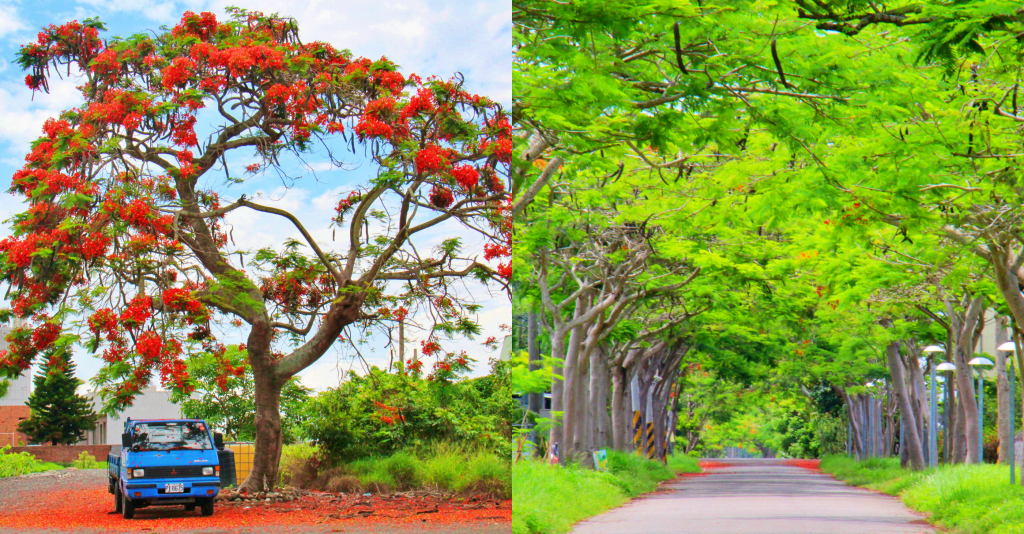 2020溪州綠筍路鳳凰花隧道：6/26最新花況，溪州鄉的美麗秘境 @飛天璇的口袋