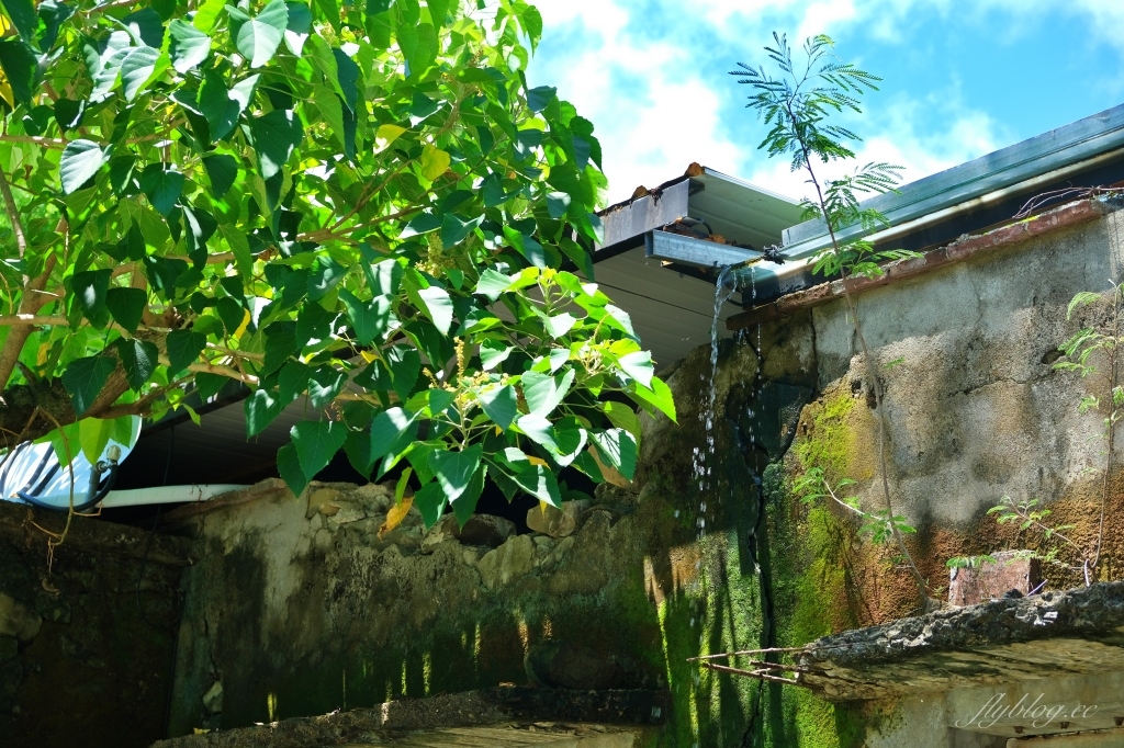 屏東恆春｜樹夏飲事，老鳳凰樹下的廢墟改建咖啡館，Big 7 Travel選為台灣最棒25間咖啡廳之一 @飛天璇的口袋