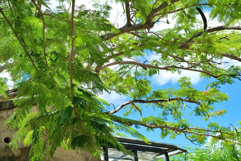 屏東恆春｜樹夏飲事，老鳳凰樹下的廢墟改建咖啡館，Big 7 Travel選為台灣最棒25間咖啡廳之一 @飛天璇的口袋