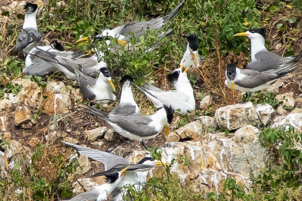 馬祖旅遊｜馬祖5天4夜自由行．馬祖燕鷗季．交通x住宿x美食x景點(北竿去南竿回) @飛天璇的口袋
