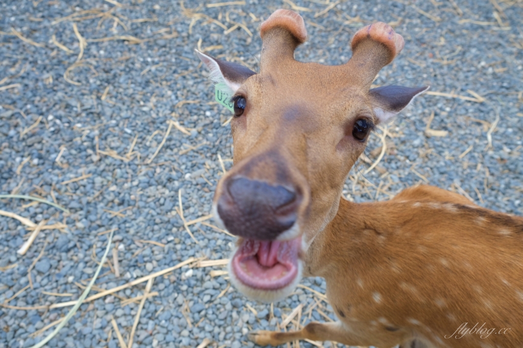 墾丁行程規劃懶人包｜墾丁3天2夜這樣玩！南台灣夏日踏浪戲水最佳旅遊景點 @飛天璇的口袋