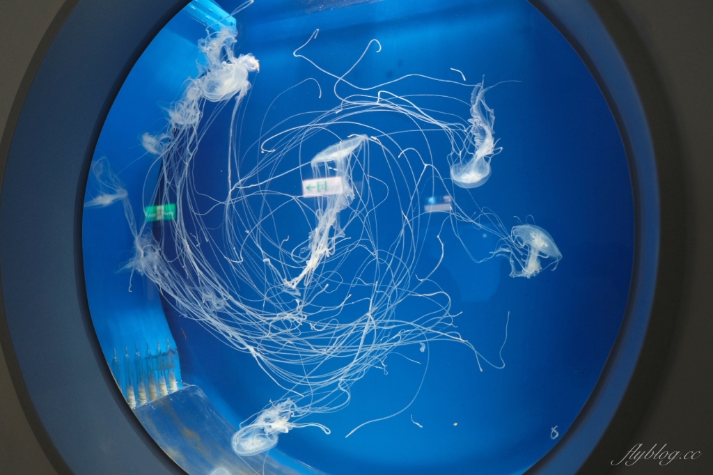 桃園中壢|Xpark.來自日本八景島的水族館,票價、交通、環境、必拍一次看 @飛天璇的口袋 桃園中壢|Xpark.來自日本八景島的水族館,票價、交通、環境、必拍一次看 @飛天璇的口袋