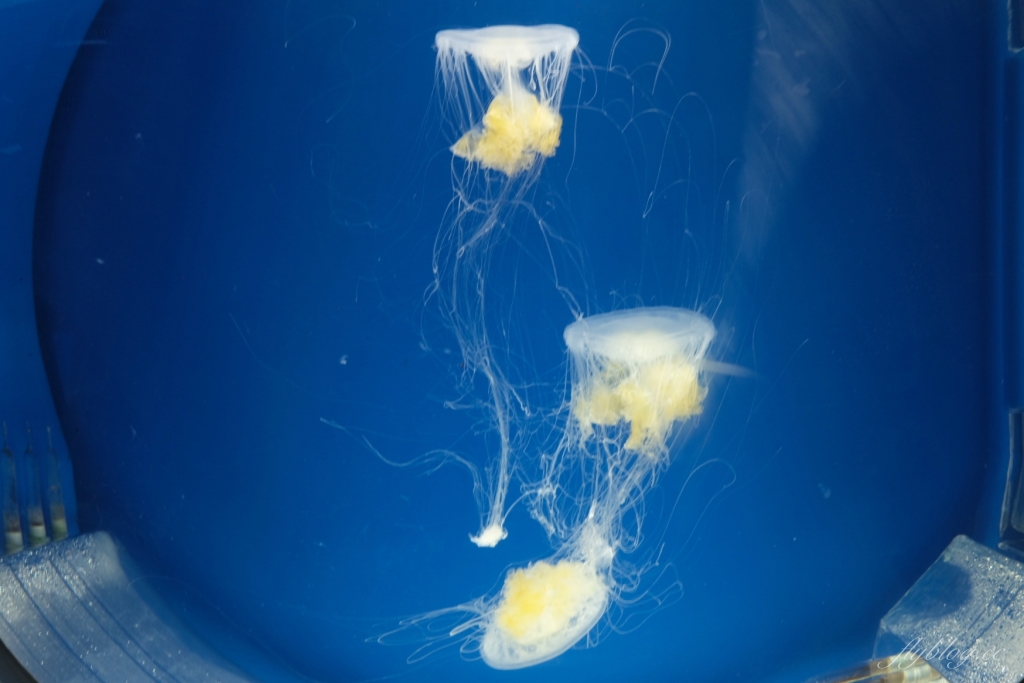 桃園中壢|Xpark.來自日本八景島的水族館,票價、交通、環境、必拍一次看 @飛天璇的口袋 桃園中壢|Xpark.來自日本八景島的水族館,票價、交通、環境、必拍一次看 @飛天璇的口袋