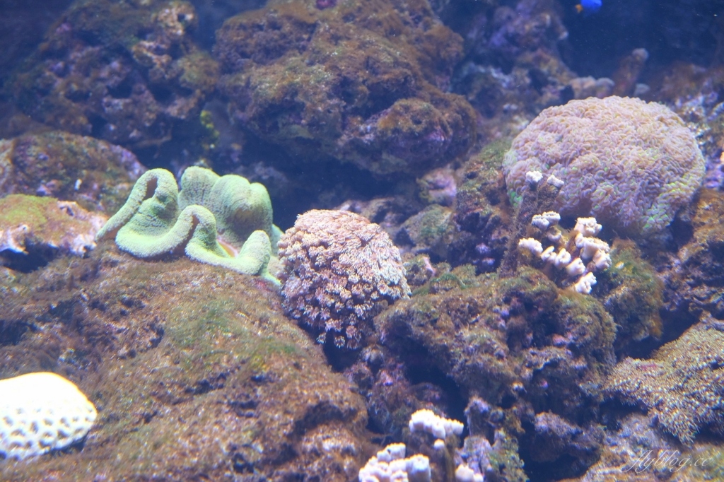 桃園中壢|Xpark.來自日本八景島的水族館,票價、交通、環境、必拍一次看 @飛天璇的口袋 桃園中壢|Xpark.來自日本八景島的水族館,票價、交通、環境、必拍一次看 @飛天璇的口袋