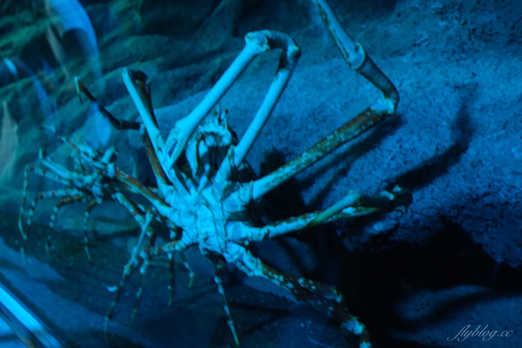 【夜宿Xpark】COZZI Blu 和逸飯店桃園館.夜宿Xpark海生館一泊四食,宿海奇遇星級海洋系眠旅 @飛天璇的口袋 【夜宿Xpark】COZZI Blu 和逸飯店桃園館.夜宿Xpark海生館一泊四食,宿海奇遇星級海洋系眠旅 @飛天璇的口袋