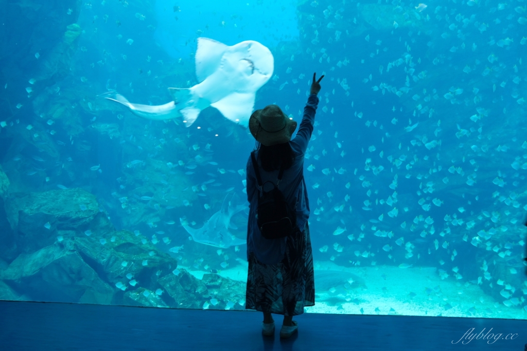 桃園中壢|Xpark.來自日本八景島的水族館,票價、交通、環境、必拍一次看 @飛天璇的口袋 桃園中壢|Xpark.來自日本八景島的水族館,票價、交通、環境、必拍一次看 @飛天璇的口袋