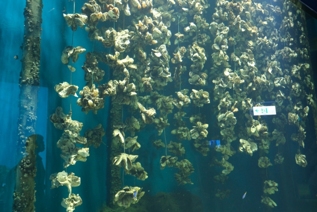 桃園中壢|Xpark.來自日本八景島的水族館,票價、交通、環境、必拍一次看 @飛天璇的口袋 桃園中壢|Xpark.來自日本八景島的水族館,票價、交通、環境、必拍一次看 @飛天璇的口袋