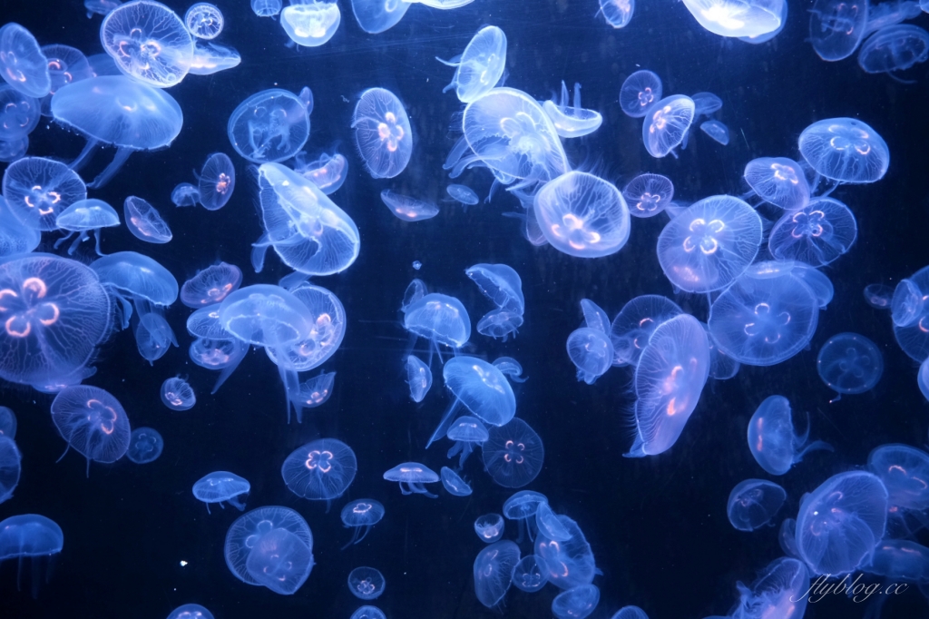 墾丁行程規劃懶人包|墾丁3天2夜這樣玩!南台灣夏日踏浪戲水最佳旅遊景點 @飛天璇的口袋 墾丁行程規劃懶人包|墾丁3天2夜這樣玩!南台灣夏日踏浪戲水最佳旅遊景點 @飛天璇的口袋