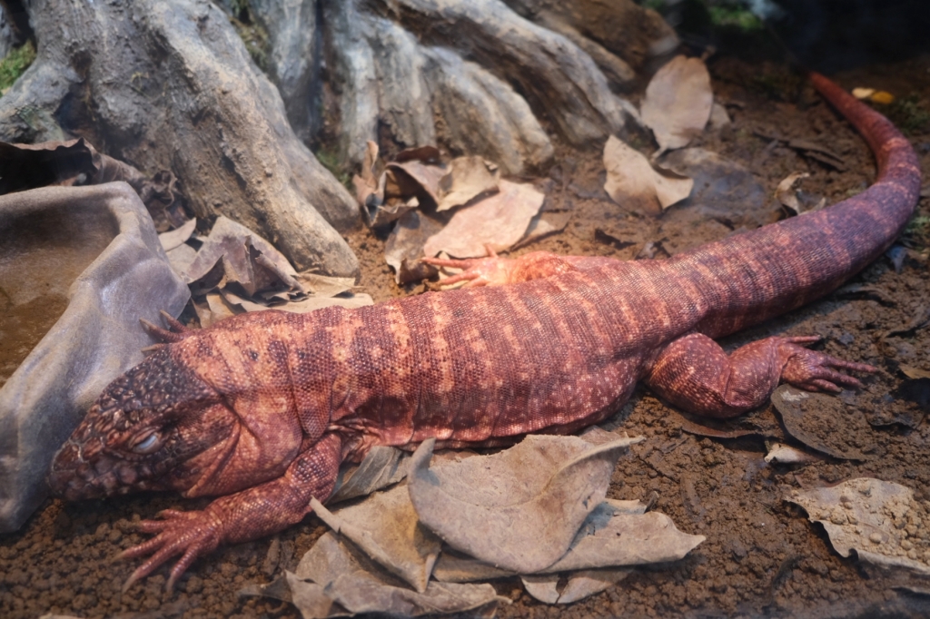 桃園中壢|Xpark.來自日本八景島的水族館,票價、交通、環境、必拍一次看 @飛天璇的口袋 桃園中壢|Xpark.來自日本八景島的水族館,票價、交通、環境、必拍一次看 @飛天璇的口袋