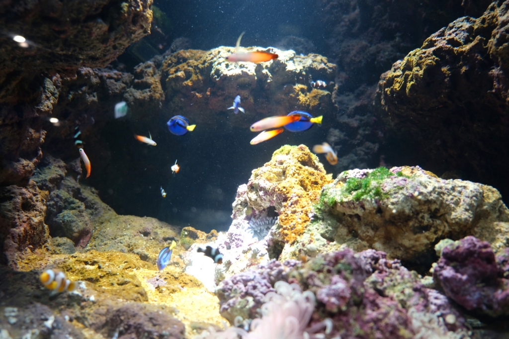 桃園中壢|Xpark.來自日本八景島的水族館,票價、交通、環境、必拍一次看 @飛天璇的口袋 桃園中壢|Xpark.來自日本八景島的水族館,票價、交通、環境、必拍一次看 @飛天璇的口袋