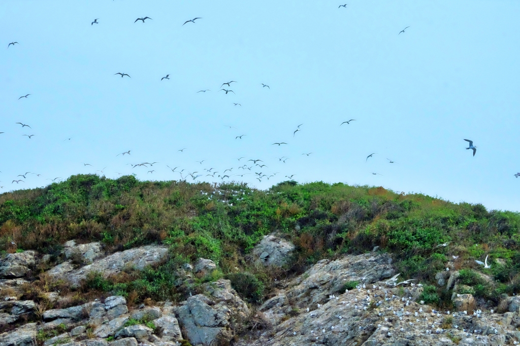【馬祖北竿】馬祖燕鷗季：全世界僅存100隻的”神話之鳥”黑嘴端鳳頭燕鷗 @飛天璇的口袋