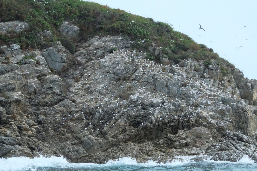 【馬祖北竿】馬祖燕鷗季：全世界僅存100隻的”神話之鳥”黑嘴端鳳頭燕鷗 @飛天璇的口袋