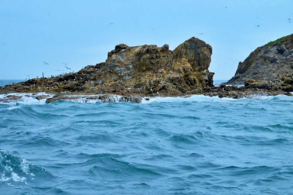 【馬祖北竿】馬祖燕鷗季：全世界僅存100隻的”神話之鳥”黑嘴端鳳頭燕鷗 @飛天璇的口袋