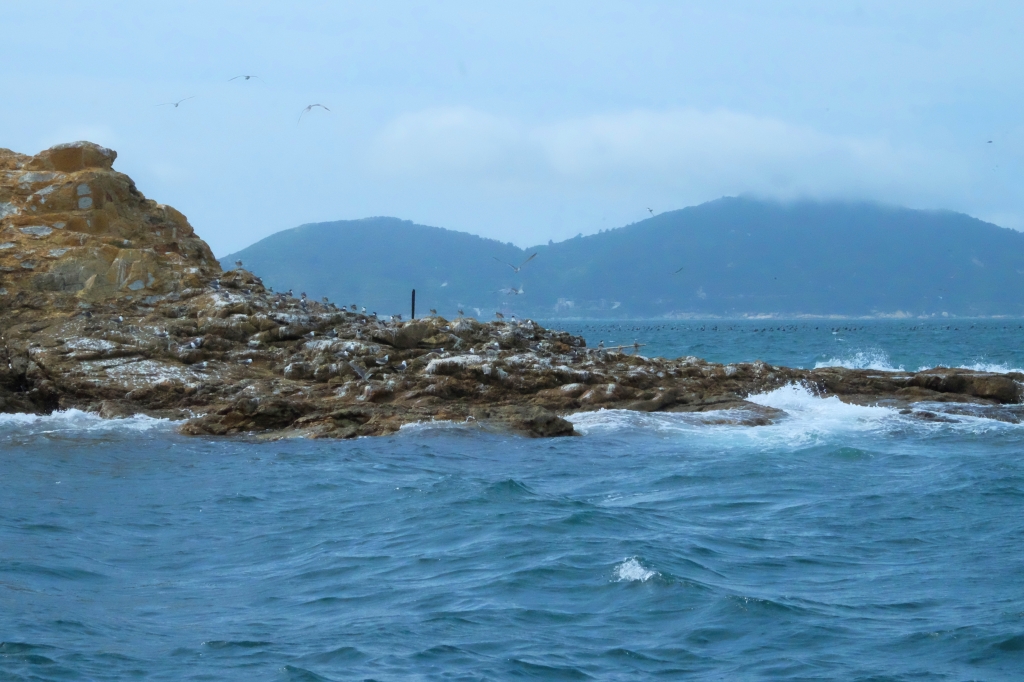 【馬祖北竿】馬祖燕鷗季：全世界僅存100隻的”神話之鳥”黑嘴端鳳頭燕鷗 @飛天璇的口袋