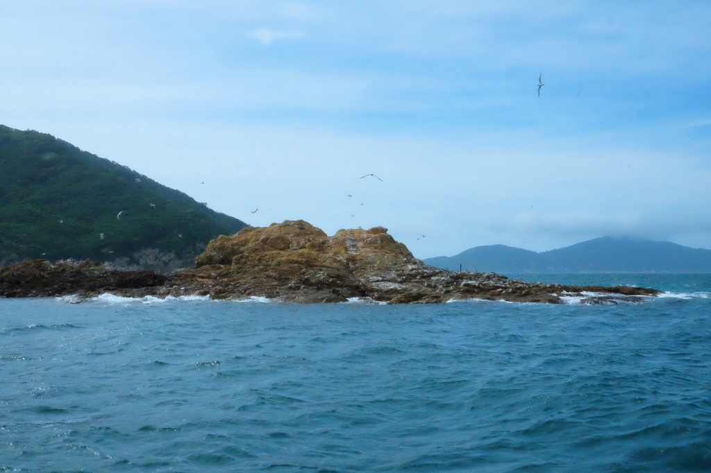 【馬祖北竿】馬祖燕鷗季：全世界僅存100隻的”神話之鳥”黑嘴端鳳頭燕鷗 @飛天璇的口袋