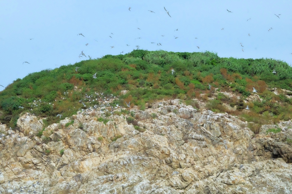 【馬祖北竿】馬祖燕鷗季：全世界僅存100隻的”神話之鳥”黑嘴端鳳頭燕鷗 @飛天璇的口袋
