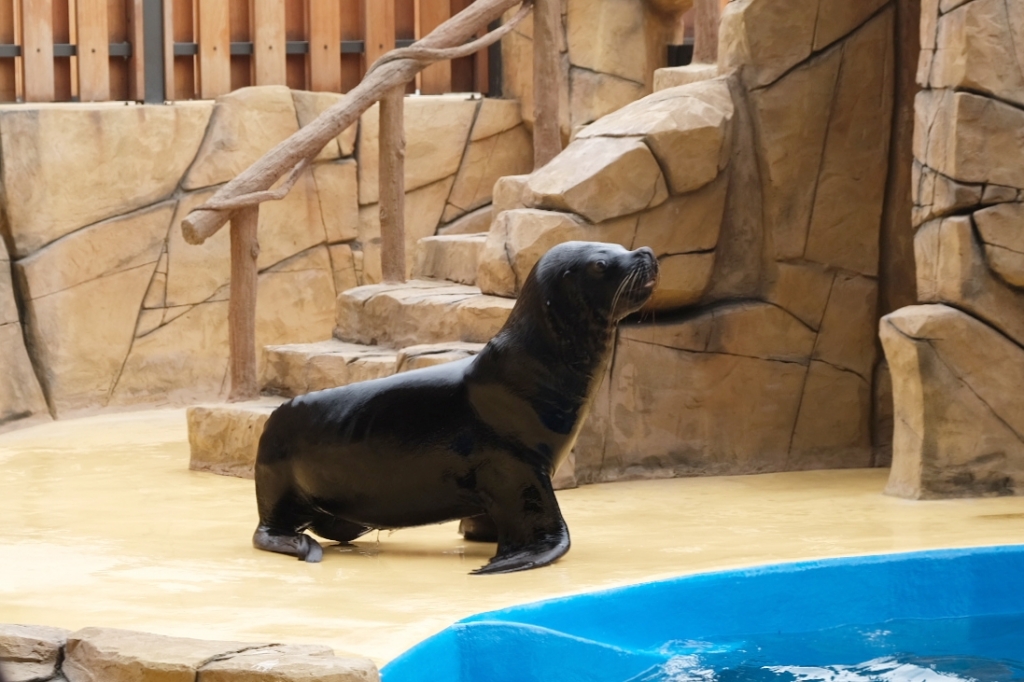 【夜宿Xpark】COZZI Blu 和逸飯店桃園館.夜宿Xpark海生館一泊四食,宿海奇遇星級海洋系眠旅 @飛天璇的口袋 【夜宿Xpark】COZZI Blu 和逸飯店桃園館.夜宿Xpark海生館一泊四食,宿海奇遇星級海洋系眠旅 @飛天璇的口袋