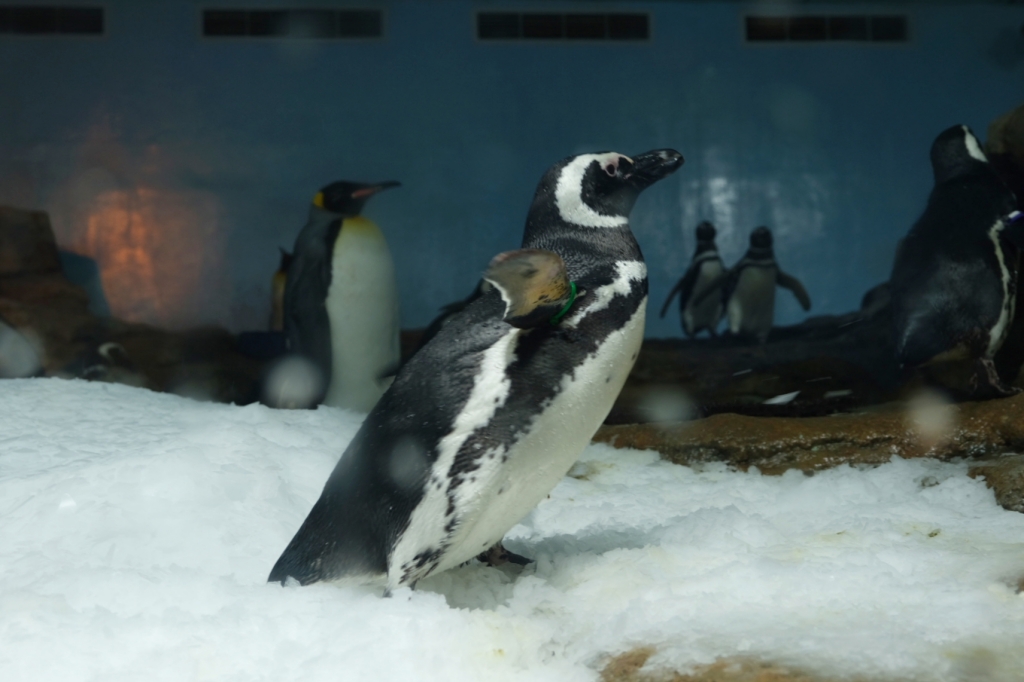 桃園中壢|Xpark.來自日本八景島的水族館,票價、交通、環境、必拍一次看 @飛天璇的口袋 桃園中壢|Xpark.來自日本八景島的水族館,票價、交通、環境、必拍一次看 @飛天璇的口袋