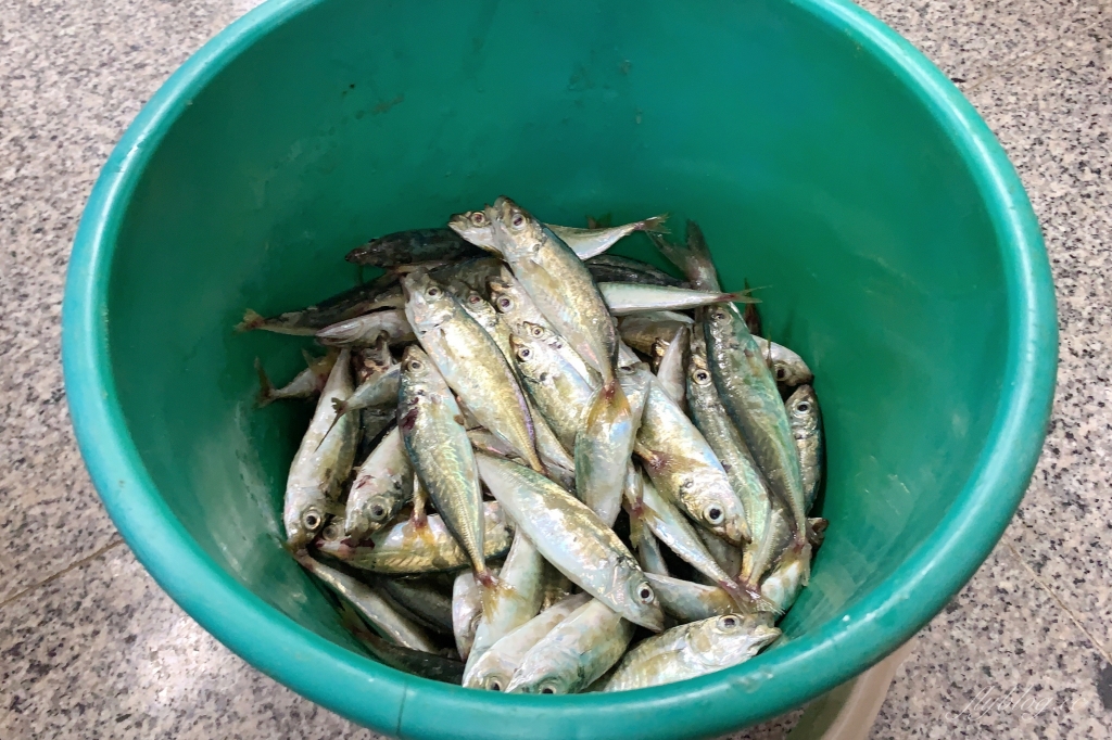 獨木舟體驗 x 牽罟嘉年華:2020北竿海洋之旅,北竿地區夏季最熱鬧的活動 @飛天璇的口袋 獨木舟體驗 x 牽罟嘉年華:2020北竿海洋之旅,北竿地區夏季最熱鬧的活動 @飛天璇的口袋