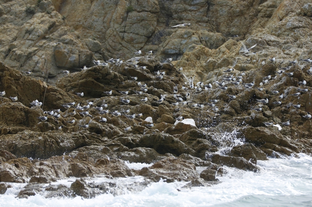 【馬祖北竿】馬祖燕鷗季：全世界僅存100隻的”神話之鳥”黑嘴端鳳頭燕鷗 @飛天璇的口袋