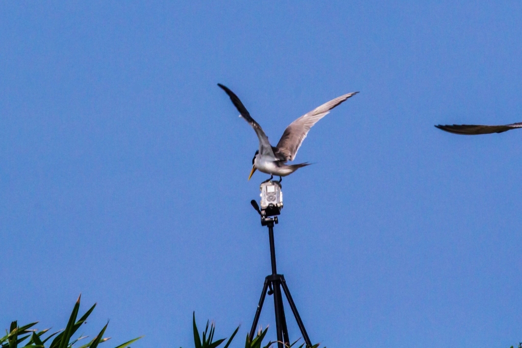 【馬祖北竿】馬祖燕鷗季：全世界僅存100隻的”神話之鳥”黑嘴端鳳頭燕鷗 @飛天璇的口袋