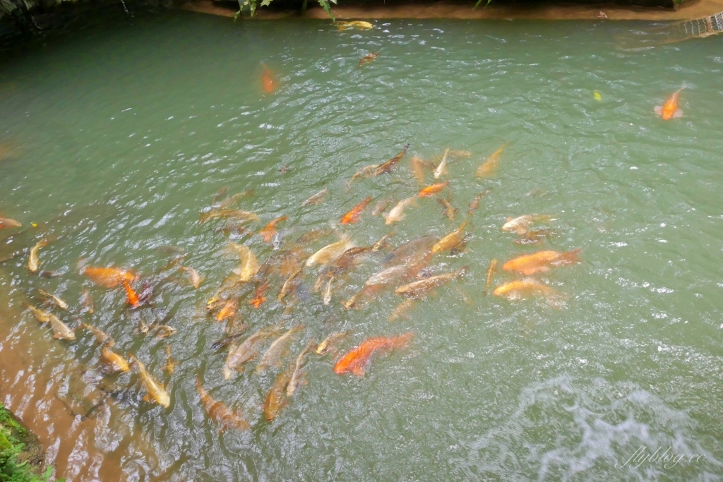 蘇維拉莊園｜蘑菇精靈樹屋、75公尺長森林溜滑梯、瀑布雨林咖啡屋 @飛天璇的口袋