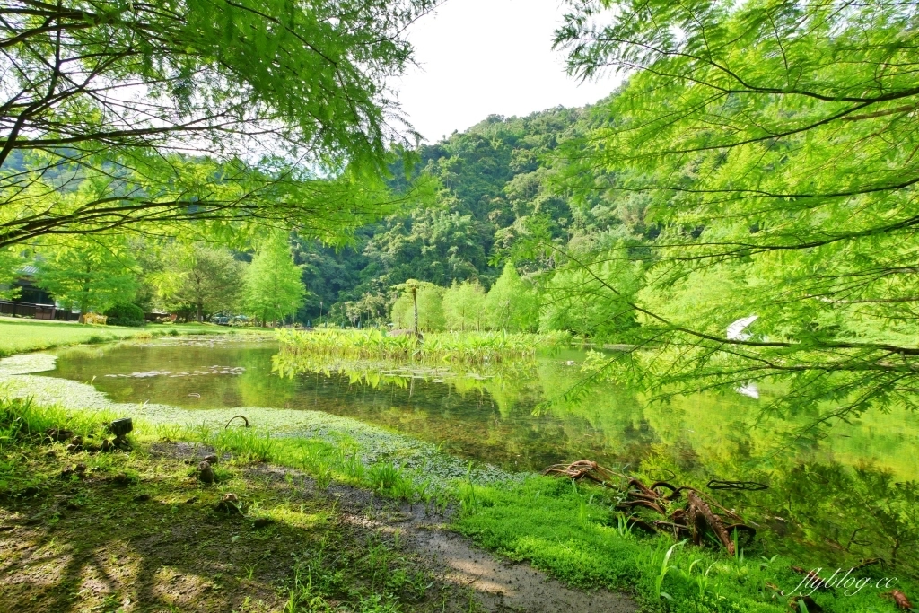 南庄雲水度假森林｜浪漫落羽松雲水渡假園區，綠意盎然的自然景觀 @飛天璇的口袋