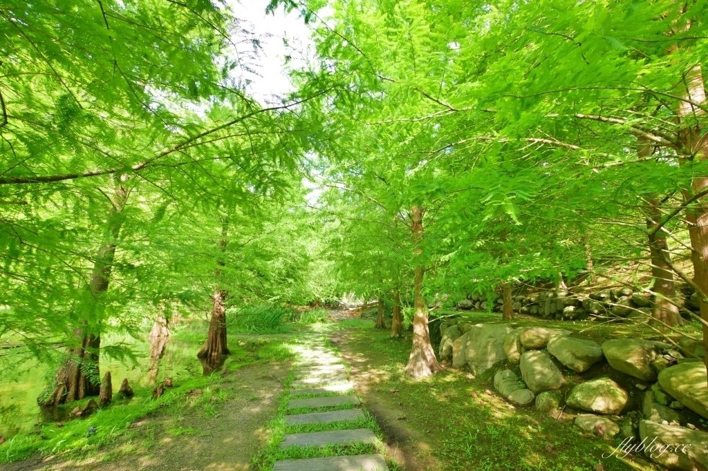 南庄雲水度假森林｜浪漫落羽松雲水渡假園區，綠意盎然的自然景觀 @飛天璇的口袋