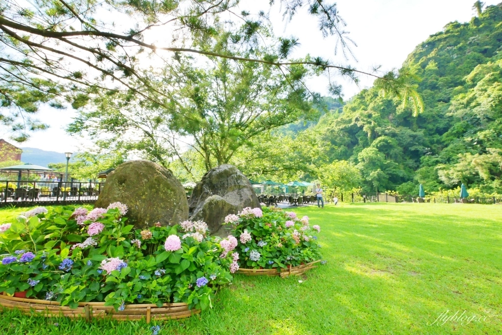 南庄雲水度假森林｜浪漫落羽松雲水渡假園區，綠意盎然的自然景觀 @飛天璇的口袋