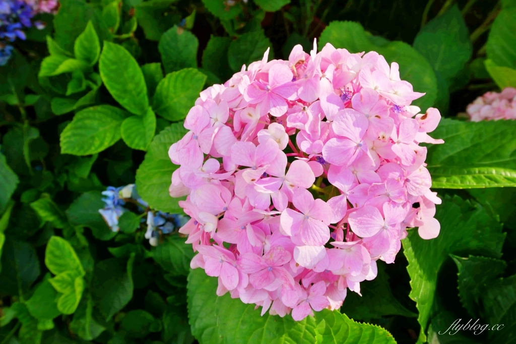 南庄雲水度假森林｜浪漫落羽松雲水渡假園區，綠意盎然的自然景觀 @飛天璇的口袋