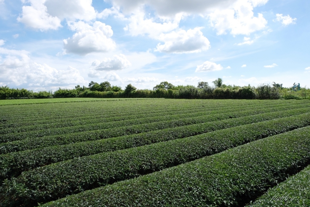 南投名間獅子頭山~茶之魔手田園茶香一日遊，珍珠奶茶DIY和採茶體驗 @飛天璇的口袋