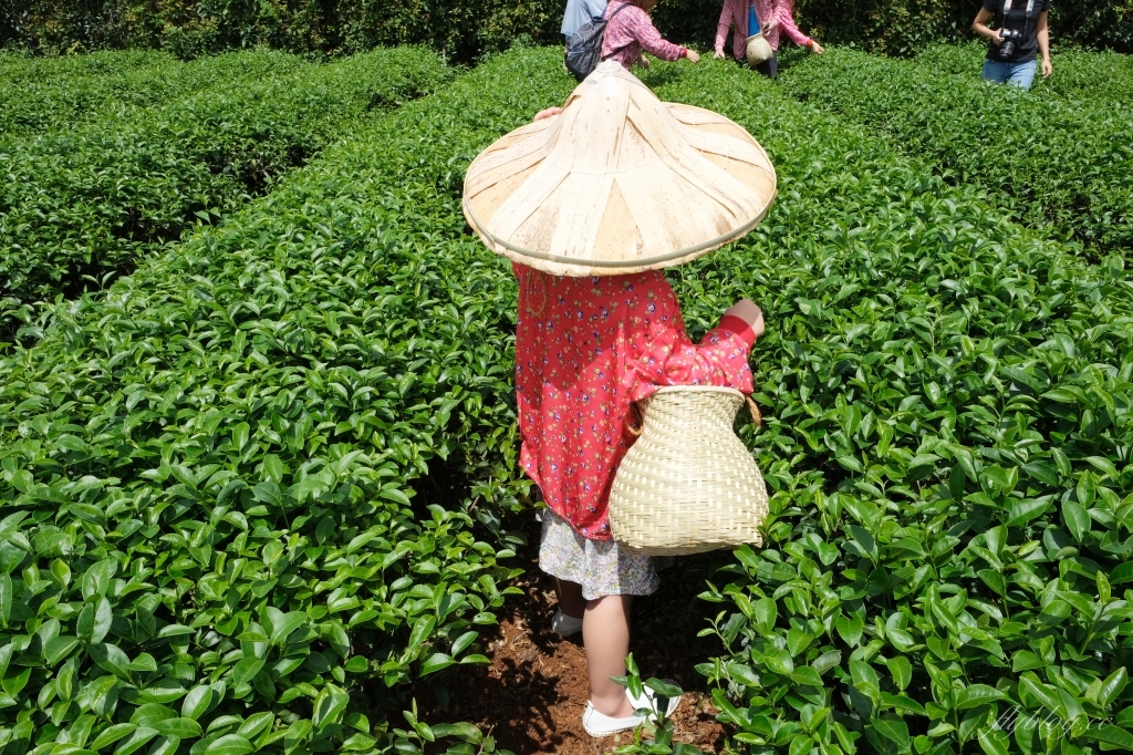 南投名間獅子頭山~茶之魔手田園茶香一日遊，珍珠奶茶DIY和採茶體驗 @飛天璇的口袋