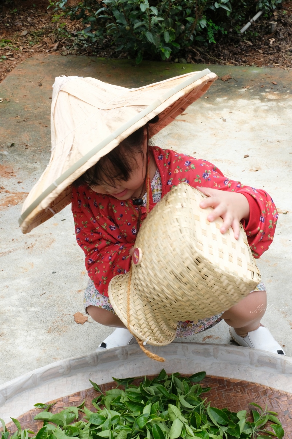 南投名間獅子頭山~茶之魔手田園茶香一日遊，珍珠奶茶DIY和採茶體驗 @飛天璇的口袋