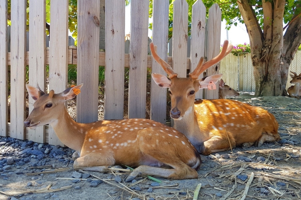 鹿境梅花鹿生態園區｜墾丁親子旅遊景點，和梅花鹿的近距離接觸 @飛天璇的口袋