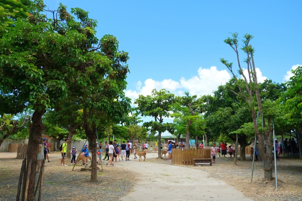 鹿境梅花鹿生態園區｜墾丁親子旅遊景點，和梅花鹿的近距離接觸 @飛天璇的口袋