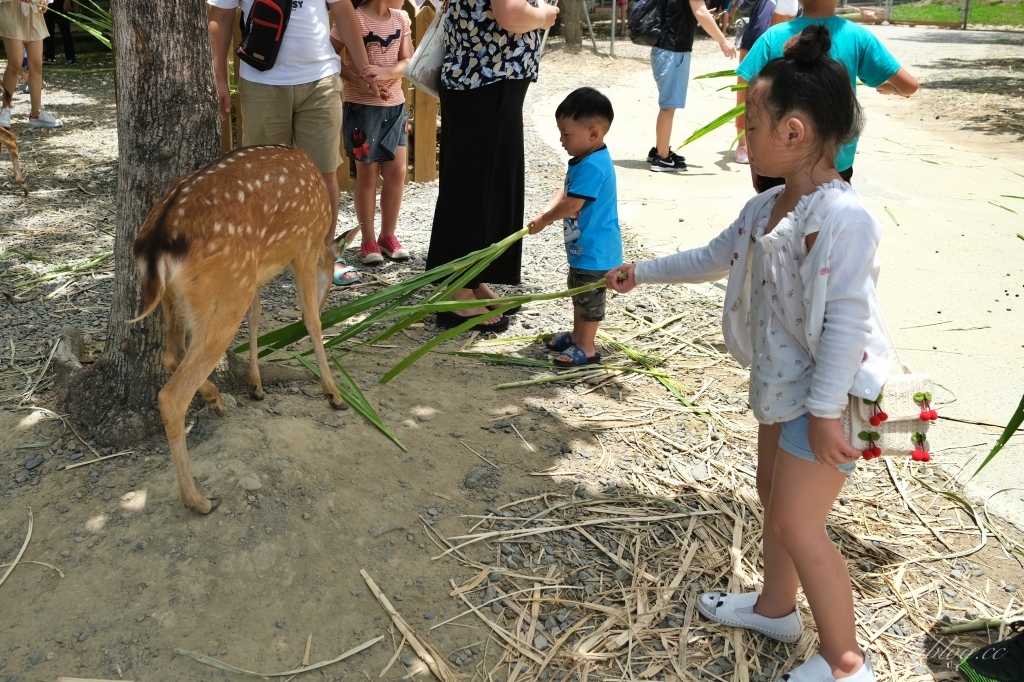 鹿境梅花鹿生態園區｜墾丁親子旅遊景點，和梅花鹿的近距離接觸 @飛天璇的口袋