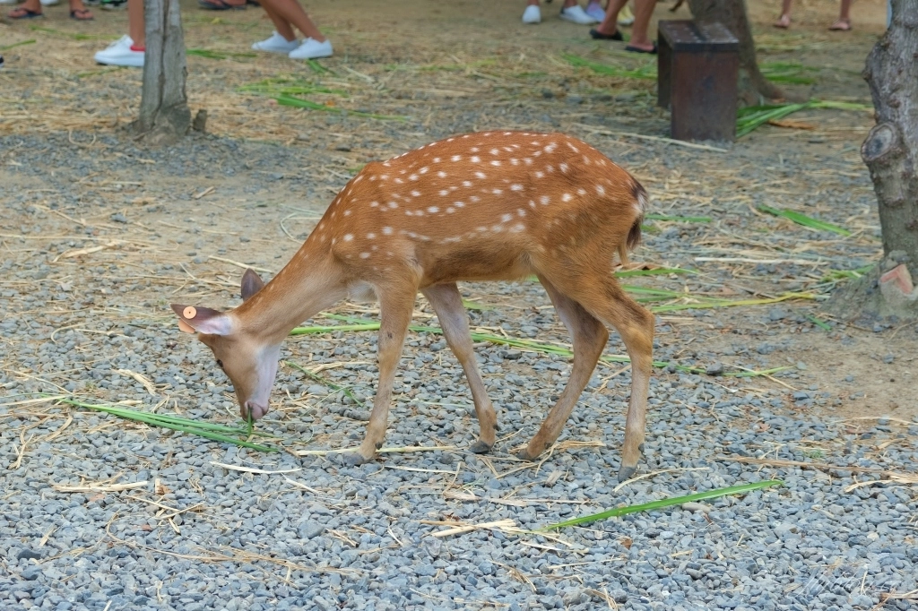 鹿境梅花鹿生態園區｜墾丁親子旅遊景點，和梅花鹿的近距離接觸 @飛天璇的口袋