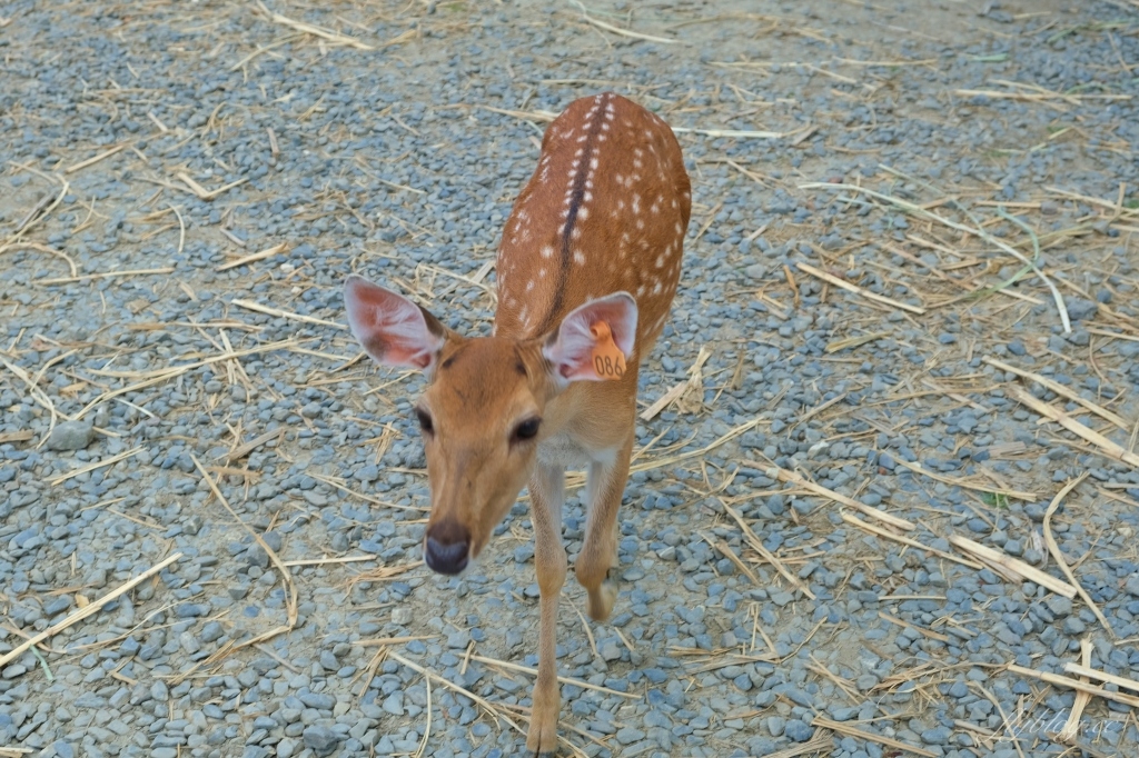 鹿境梅花鹿生態園區｜墾丁親子旅遊景點，和梅花鹿的近距離接觸 @飛天璇的口袋