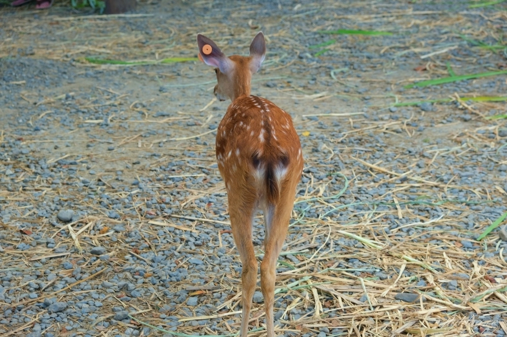 鹿境梅花鹿生態園區｜墾丁親子旅遊景點，和梅花鹿的近距離接觸 @飛天璇的口袋
